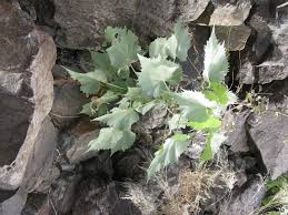 Image result for Abutilon pycnodon