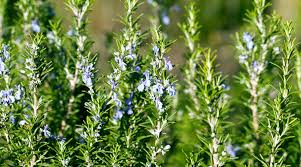 Image result for Rosmarinus officinalis