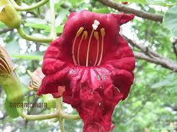 Image result for Kigelia africana