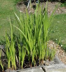 Image result for Calamus deerratus