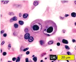 BIO 225 (Spring '23)