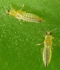 You never want to shear your plants because the new growth caused by shearing will attract even more thrips than you had before shearing the plant. How To Get Rid Of Thrips Steemit