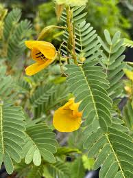 Image result for Chamaecrista paralias