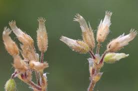 Image result for Cerastium octandrum