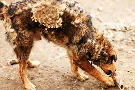 Skin lesions and hair loss (alopecia) are typically the result of an overpopulation of skin mites found on the skin/hair follicles of your dog. Hair Loss Related To Systemic Disease In Dogs Symptoms Causes Diagnosis Treatment Recovery Management Cost