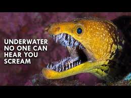 Moray Eels Are Straight Out Of Alien Youtube In 2020 Moray Eel Eel Facts Science And Nature