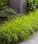 Jetzt, wo im spätwinter die sonne herauskommt ist ein guter zeitpunkt die sie haben noch keine gräser im garten? 7 90