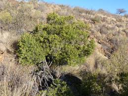 Image result for Euclea undulata