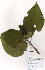 Image result for Carpodiptera africana