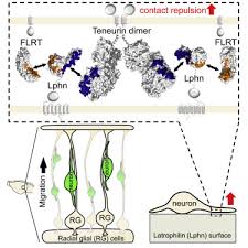A thin semipermeable membrane layer of protein and fats surrounding the cell. Structural Basis Of Teneurin Latrophilin Interaction In Repulsive Guidance Of Migrating Neurons Sciencedirect