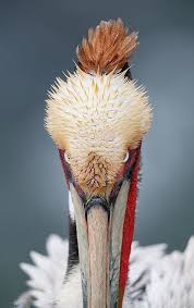 Species New To Science Crowned Pelican And Incredible 1000mm Sharpness And 5ds R Feather Detail At 1 100 Sec Arthur Morris Bi Birds Arthur Morris Pelican