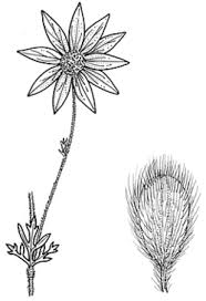 Check spelling or type a new query. Plantnet Floraonline