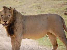 La guerra del fuego (en hispanoamérica, la guerra del fuego; Aqui Esta Parte De La Razon Por La Que Estos Leones Machos No Tienen Melena