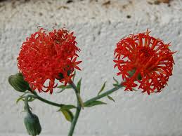 Image result for Kleinia grantii