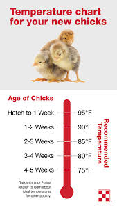 The Biggest Change Youll Need To Make As Chicks Grow Is