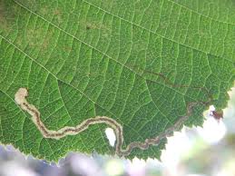 Image result for Stigmella floslactella