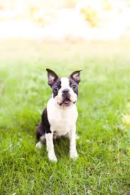 Browse 1,043 boston terrier puppies stock photos and images available, or start a new search to explore more stock photos and images. Boston Terrier Puppy Sitting On The Grass Photograph By Cavan Images