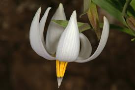 Image result for Walleria