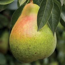Moonglow Pear The Large Green Fruit Turns Red Blush When