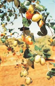 Image result for Ziziphus mauritiana