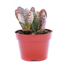 Image result for Kalanchoe marmorata
