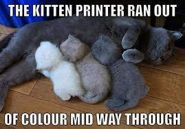 Cats And Kittens Giveaway Toowoomba Qld Mama Cats And Their Kittens Kitten Pictures Cat Jokes Cat Memes