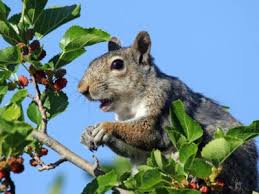 You can keep squirrels from eating the leaves of your plants by spraying them with Squirrel Proofing Fruit Trees How To Keep A Squirrel Out Of Fruit Trees