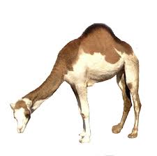 To further medical research and studies of camel milk in the world there are so many people who could benefit from the healing properties of this milk. F65s3vr Ef0 8m