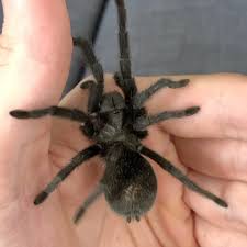 Image result for Dissotis pulchra