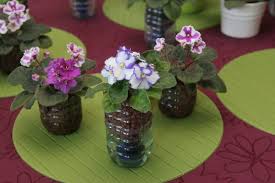 Pin On Houseplants Flowers