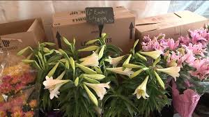 Buy lily flowers near me. Vets Warning To Cat Owners Don T Buy Easter Lilies Wnep Com