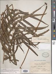 Image result for Amblovenatum