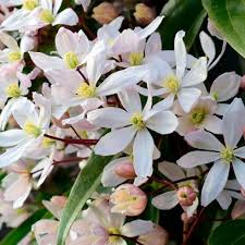 White flowers that break open from apple pink buds make clematis amandii 'apple blossom' a must have fragrant climbing plant. Clematis Arma Apple Blossom