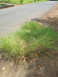 Image result for Panicum repens