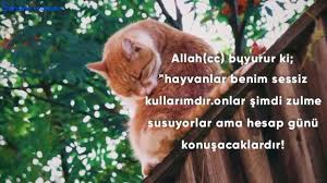 Onlar Allah In Sessiz Kullari Hayvanlar Ile Ilgili Hadis I Serifler Hayvanlara Sefkat In Mukafati Youtube