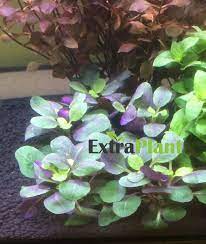 Lobelia Cardinalis Dwarf Freshwater Live Aquarium Plants Bunch Buy2get1free Ebay Live Aquarium Plants Planted Aquarium Freshwater Aquarium Plants