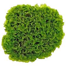 Image result for Lomariopsis guineensis