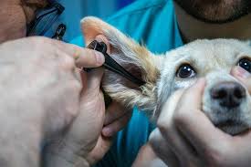 See full list on wikihow.com How To Clean Your Dog S Ears Easy Tips Tricks In 2021 Pet Keen