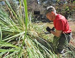 There were several people during that season that asked for a book on native plants that was specific to georgia. Facts On Pruning Ornamental Grasses