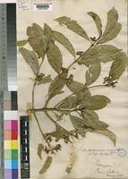 Image result for Craterispermum