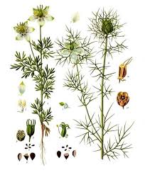 File Nigella Sativa Kohler S Medizinal Pflanzen 227 Jpg Wikimedia Commons