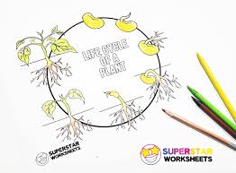Each and every one of them in high quality and for free! Plant Life Cycle Worksheets Superstar Worksheets