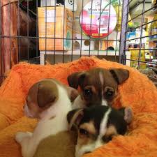 Photos At Bahceli Pet Shop Pet Store In Bahcelievler