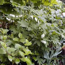 Image result for Dicentra spectabilis alba