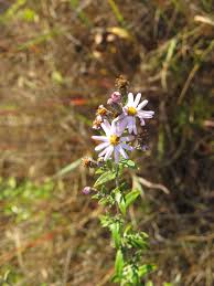 Image result for Athrixia