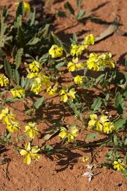 Image result for Goodeniaceae