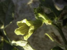 Image result for Cucumis ficifolius