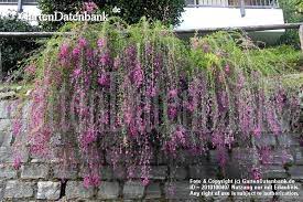 Commonly known as bush clover. Lespedeza Thunbergii Buschklee Schneiden Uberwintern Dungen U A Lespedeza Thunbergii Habitus Uberhangend W Gartenparadies Bepflanzung Gartenbepflanzung