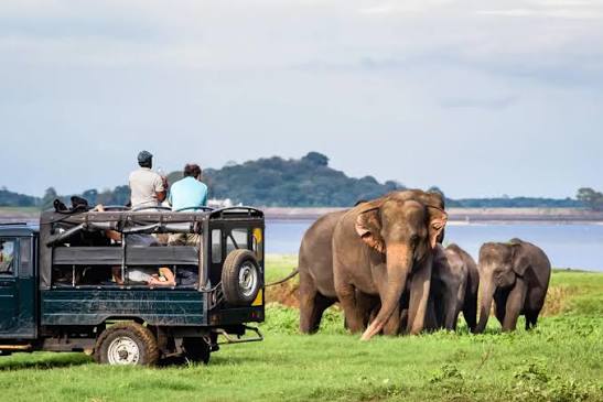 Udawalawe National Park elephant herd reservoir grassland motorcycle ride from Wellawaya