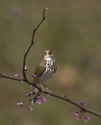 Birds Native To Virginia The Early Bird Gets The Worm Photographed By Bill Anderson In Falling Waters West Virginia Photo Contest Photo Pictures